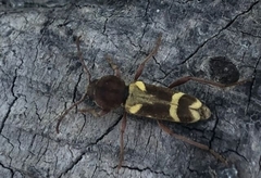 Xylotrechus insignis