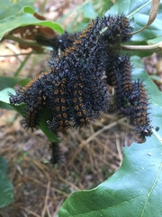 Hemileuca maia