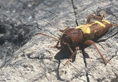 Xylotrechus insignis