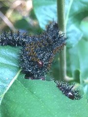 Hemileuca maia