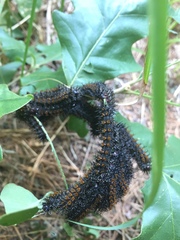 Hemileuca maia