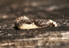 Monopis monachella