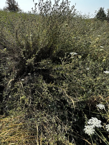 Image of Madia glomerata by (c) Michael O'Loughlin, some rights reserved (CC BY)