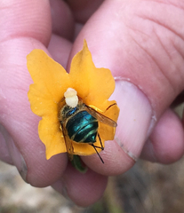 Eulonchus smaragdinus