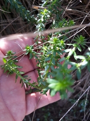 Galium hypocarpium
