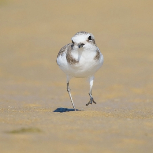 Kentish Plover (Anarhynchus alexandrinus), photo 4