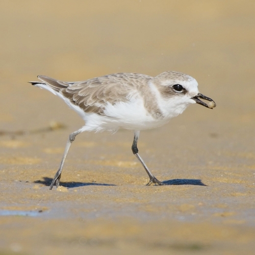 Kentish Plover