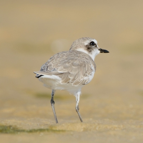 Fratino (Anarhynchus alexandrinus)