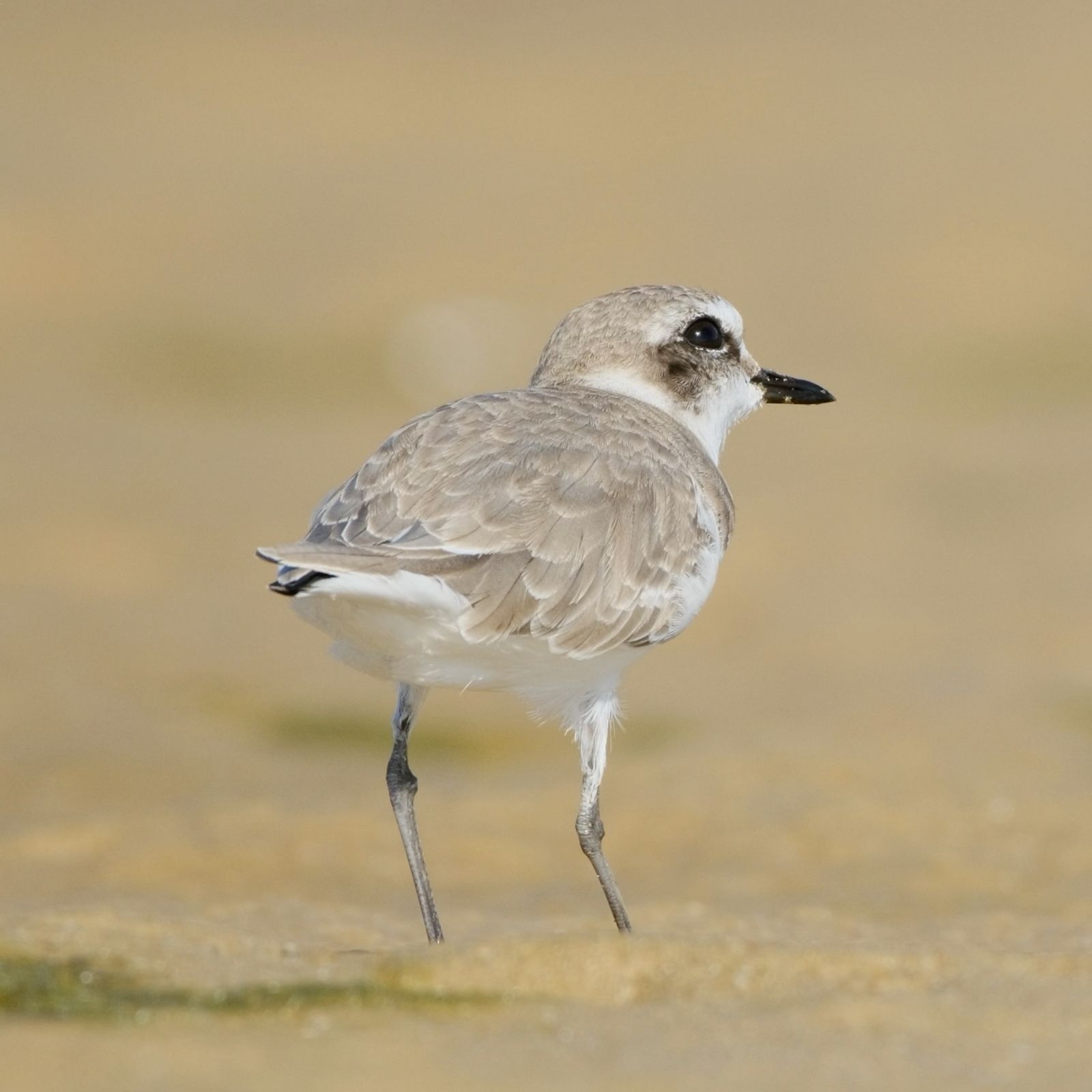 Kentish Plover (Anarhynchus alexandrinus)