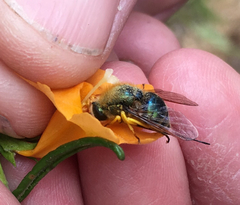 Eulonchus smaragdinus