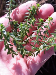 Galium hypocarpium
