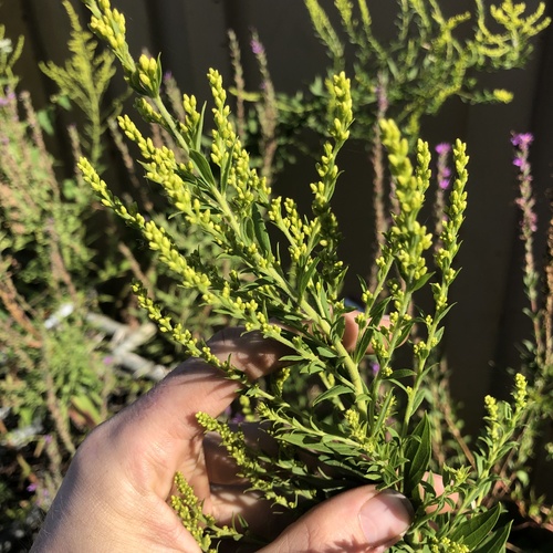 Solidago canadensis iNat (3)