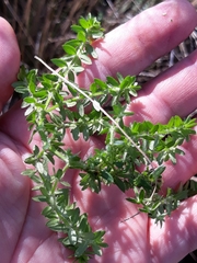 Galium hypocarpium