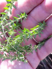 Galium hypocarpium