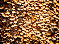 Xeromphalina leonina