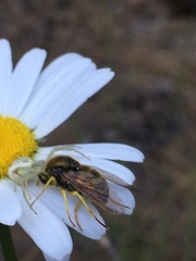 Eulonchus sapphirinus