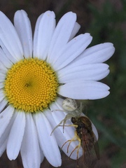Eulonchus sapphirinus