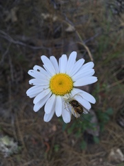 Eulonchus sapphirinus