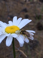 Eulonchus sapphirinus