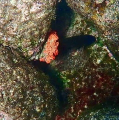 Tubastraea