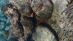 Tubastraea