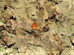Riodinidae