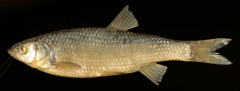 Italian Chub photo 4