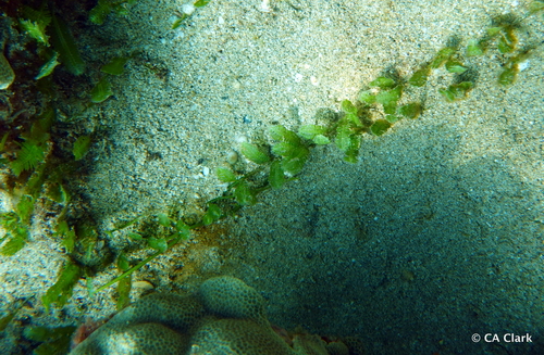 Caulerpa taxifolia observed 2024-08-26