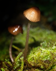 Mycena mulawaestris