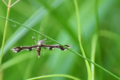 Geina periscelidactylus