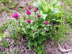 Castilleja parviflora oreopola