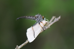 Neoitamus flavofemoratus