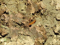 Riodinidae
