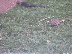 Zonotrichia leucophrys