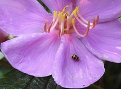 Monolepta cavipennis