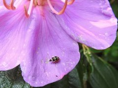 Monolepta cavipennis