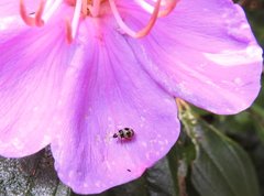 Monolepta cavipennis