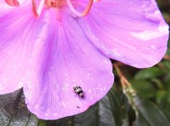 Monolepta cavipennis