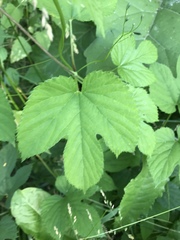 Humulus