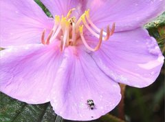 Monolepta cavipennis