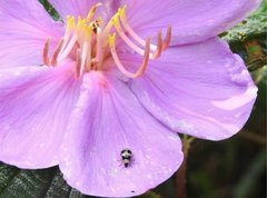 Monolepta cavipennis