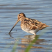 Common Snipe - Photo (c) Mark Kilner, some rights reserved (CC BY-NC-SA)