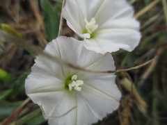 Calystegia collina oxyphylla
