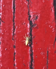 Epocilla