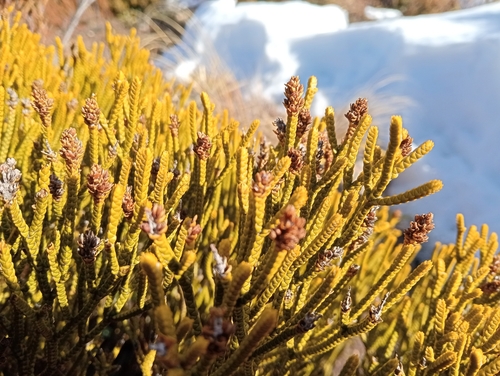 Image of Veronica lycopodioides by (c) mjggines, some rights reserved (CC BY)
