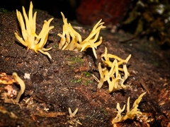 Calocera fusca