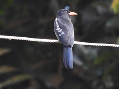 Monasa atra