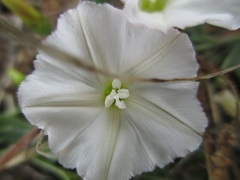 Calystegia collina oxyphylla