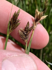 Carex phaeocephala