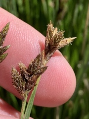 Carex phaeocephala